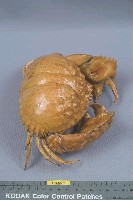 日本饅頭蟹藏品圖，第5張